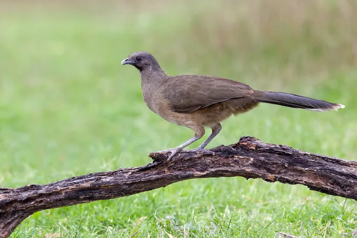 Framed Print : Bruine Chachalaca, Plain Chachalaca, Ortalis vetula