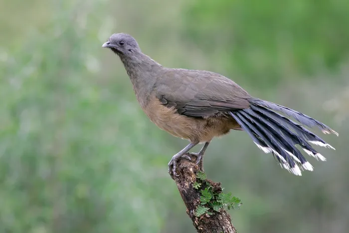 Framed Print : Bruine Chachalaca, Plain Chachalaca, Ortalis vetula