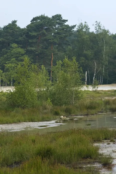 Framed Print : Brunssummerheide, Netherlands