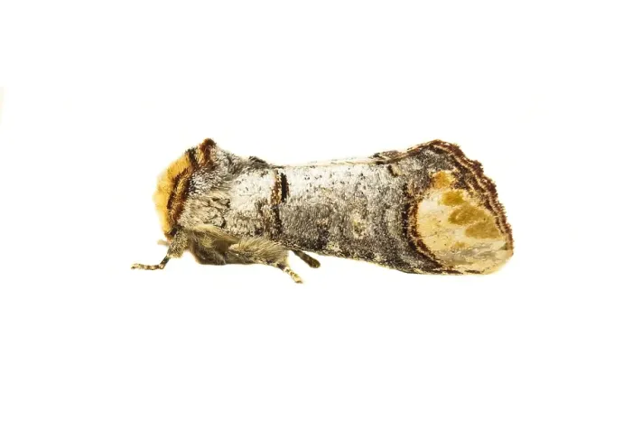 Framed Print : Buff-tip; Phalera bucephala
