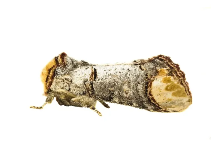 Framed Print : Buff-tip; Phalera bucephala