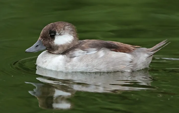 Framed Print : Bufflehead, Bucephala albeola