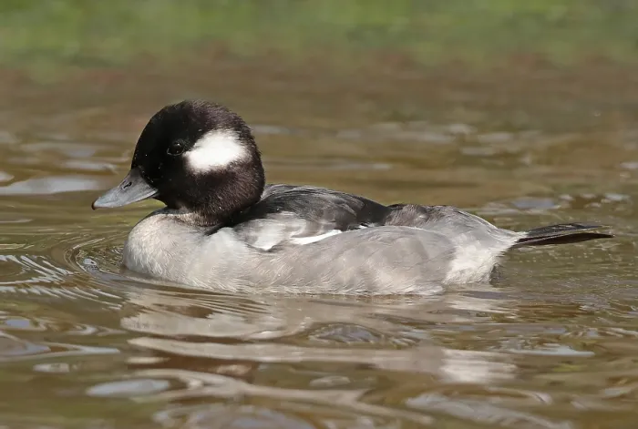 Framed Print : Bufflehead, Bucephala albeola