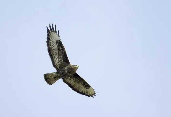 Framed Print : Buizerd, Common Buzzard, Buteo buteo