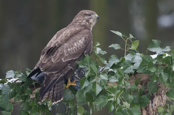 Framed Print : Buizerd, Common Buzzard, Buteo buteo