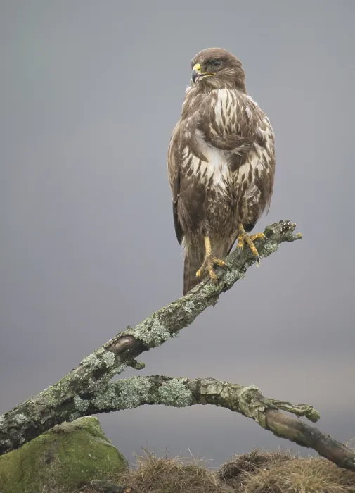 Framed Print : Buizerd, Common Buzzard, Buteo buteo