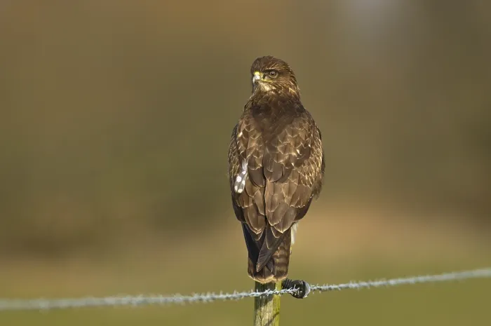 Framed Print : Buizerd, Common Buzzard, Buteo buteo