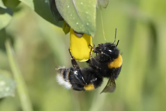 Framed Print : Bumblebee, Bombus sp