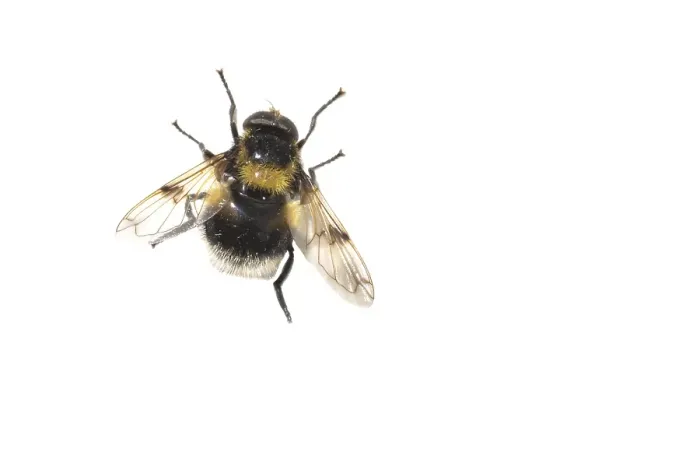 Framed Print : Bumblebee Hoverfly, Hommelreus, Volucella bombylans