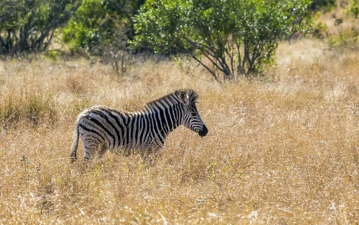 Framed Print : Burchell's Zebra, Burchellzebra, Equus quagga burchellii