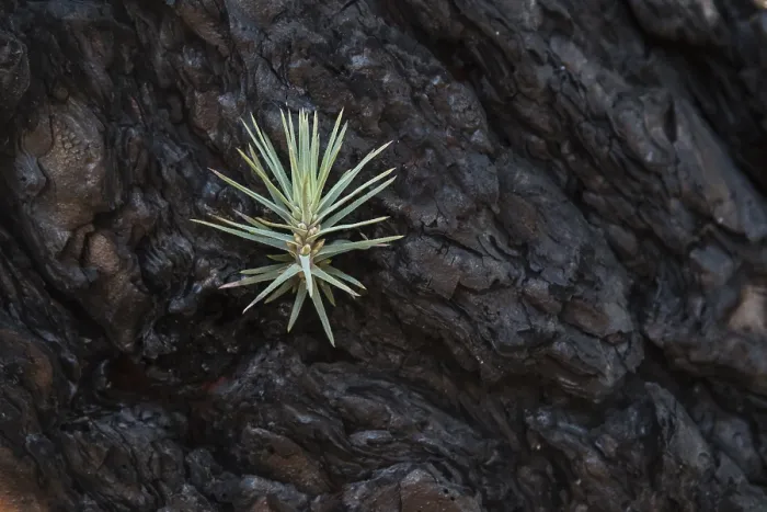 Framed Print : Detail of a burned Canary pine tree