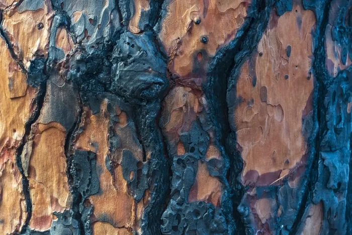 Framed Print : Detail of a burned Canary pine tree