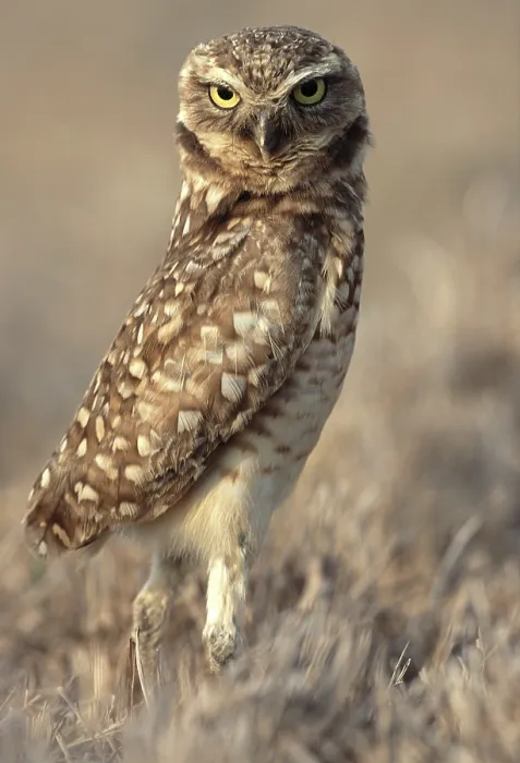 Framed Print : Burrowing owl