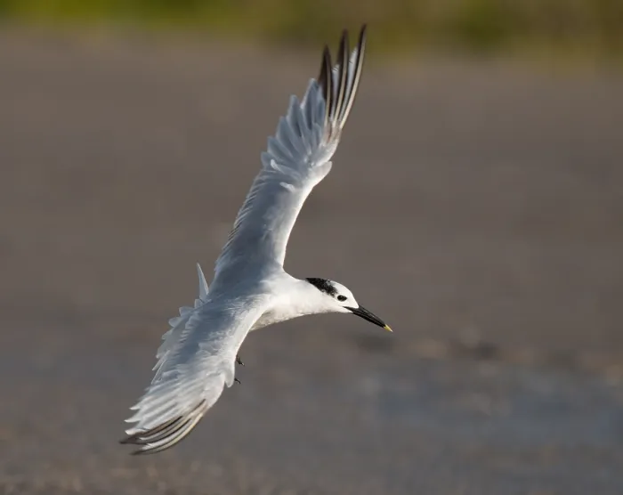 Framed Print : Cabot's Tern, Sterna acuflavidus