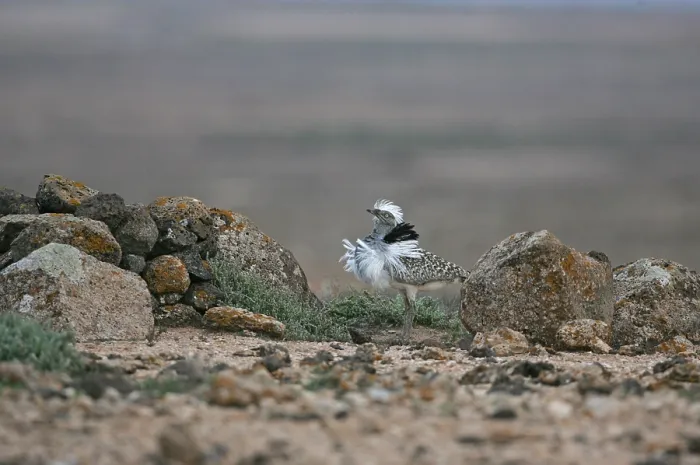Framed Print : Canary Islands Bustard, Canarische Kraagtrap, Chlamydotis undula