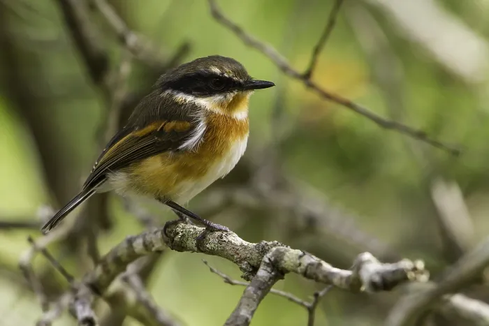 Framed Print : Cape Batis, Batis capensis
