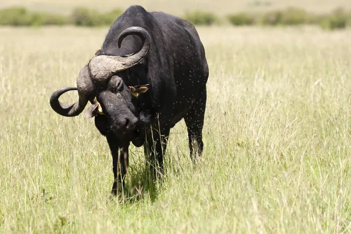 Framed Print : Cape buffalo, Syncerus caffer