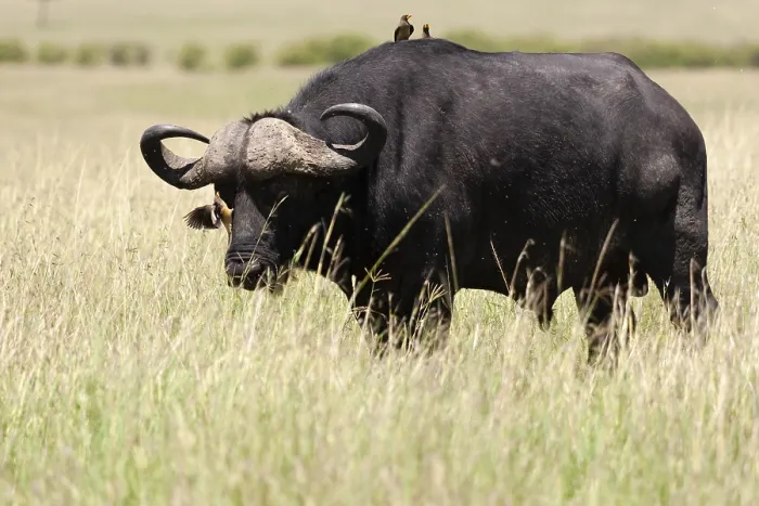 Framed Print : Cape buffalo, Syncerus caffer