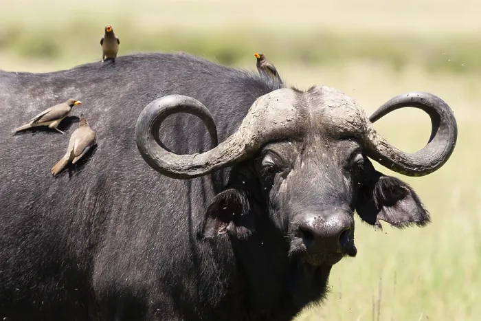 Framed Print : Cape buffalo, Syncerus caffer