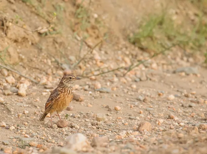 Framed Print : Cape Clapper Lark, Mirafra apiata