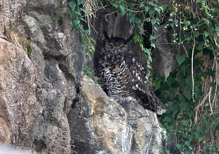 Framed Print : Cape Eagle-Owl, Bubo capensis