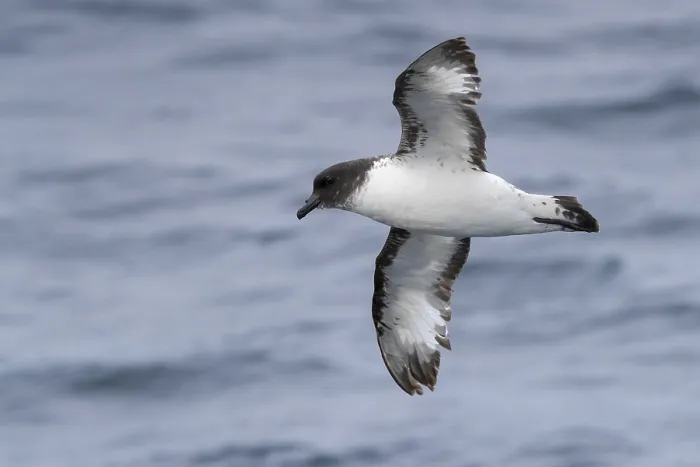 Framed Print : Cape Petrel, Daption capense
