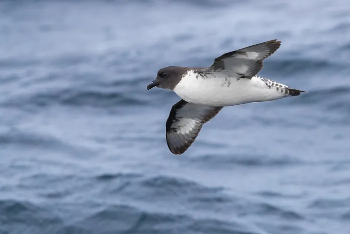 Framed Print : Cape Petrel, Daption capense Framed Print : Cape Petrel, Daption capense