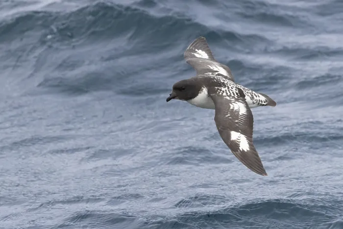 Framed Print : Cape Petrel, Daption capense