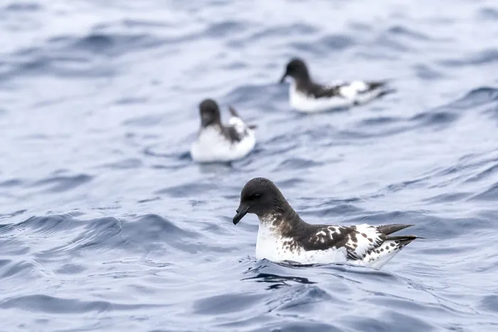 Framed Print : Cape Petrel, Daption capense australe