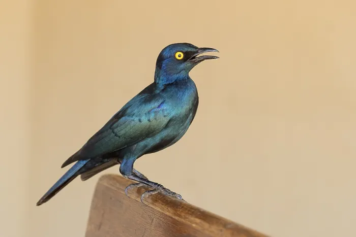 Framed Print : Cape Starling, Lamprotornis nitens Framed Print : Cape Starling, Lamprotornis nitens