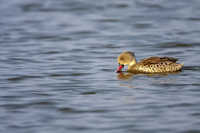 Framed Print : Cape teal, Anas capensis