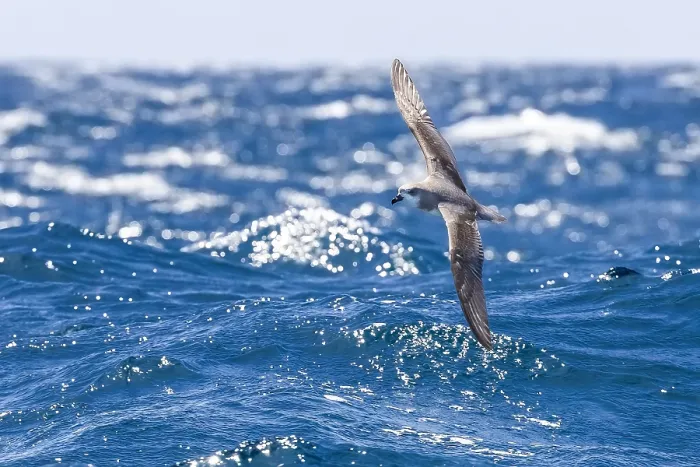 Framed Print : Cape Verde Petrel (Pterodroma feae) flying off Raso