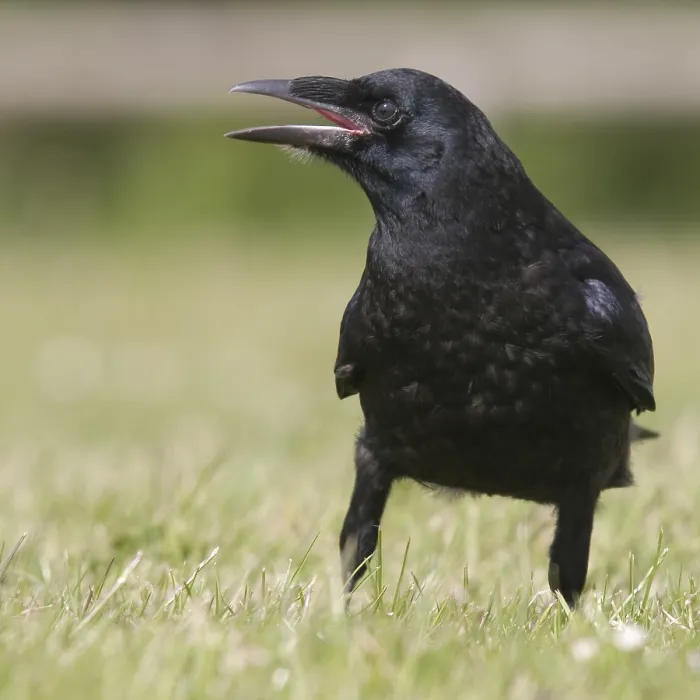 Framed Print : Carrion Crow calling