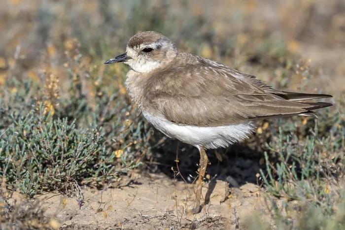 Framed Print : Caspian Plover, Charadrius asiaticus
