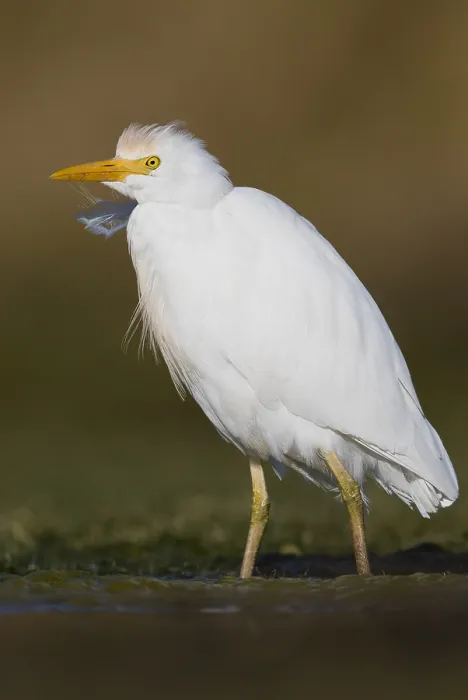 Framed Print : Cattle Egret