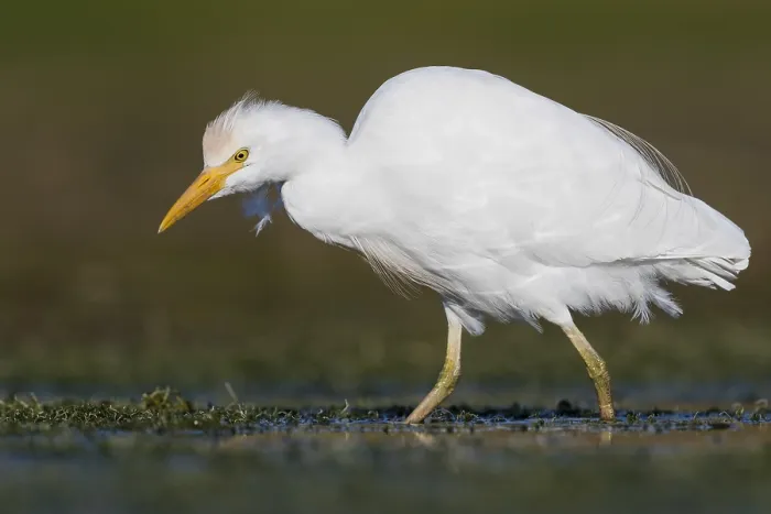 Framed Print : Cattle Egret