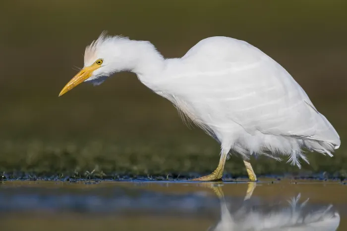 Framed Print : Cattle Egret Framed Print : Cattle Egret