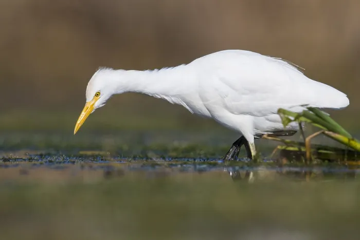 Framed Print : Cattle Egret Framed Print : Cattle Egret