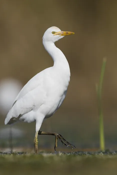 Framed Print : Cattle Egret