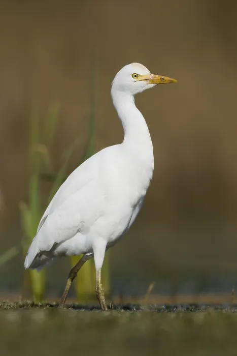 Framed Print : Cattle Egret