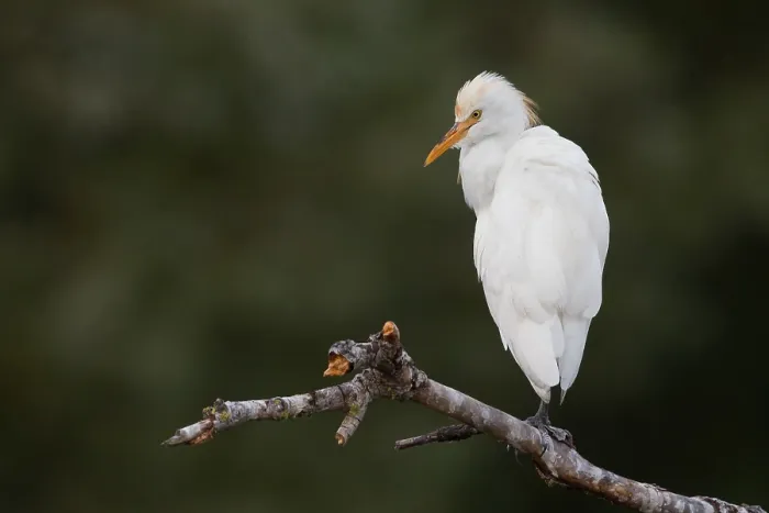 Framed Print : Cattle Egret
