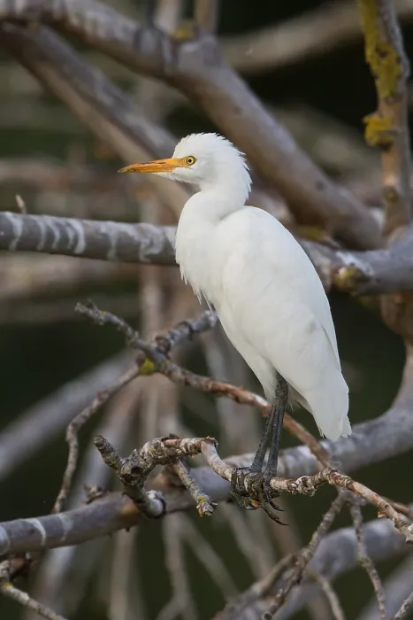 Framed Print : Cattle Egret