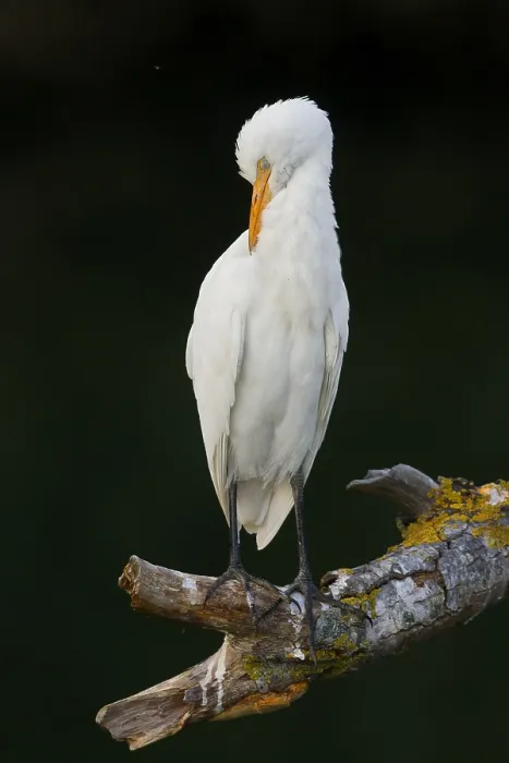 Framed Print : Cattle Egret