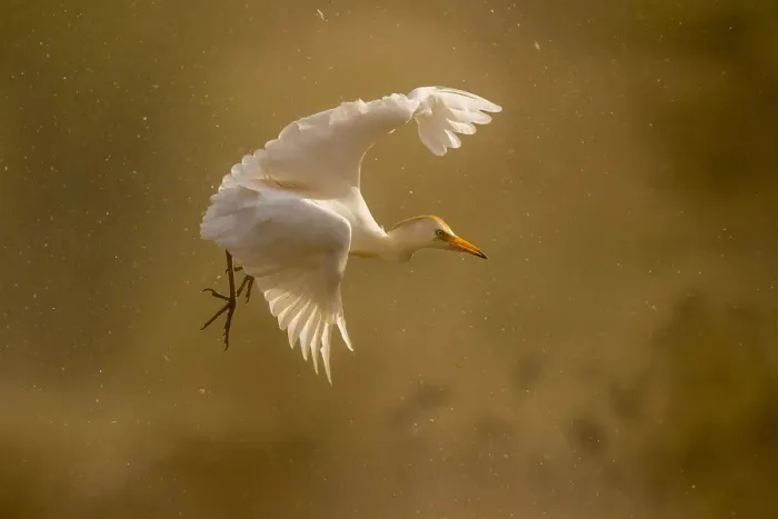 Framed Print : Cattle Egret; Bubulcus ibis