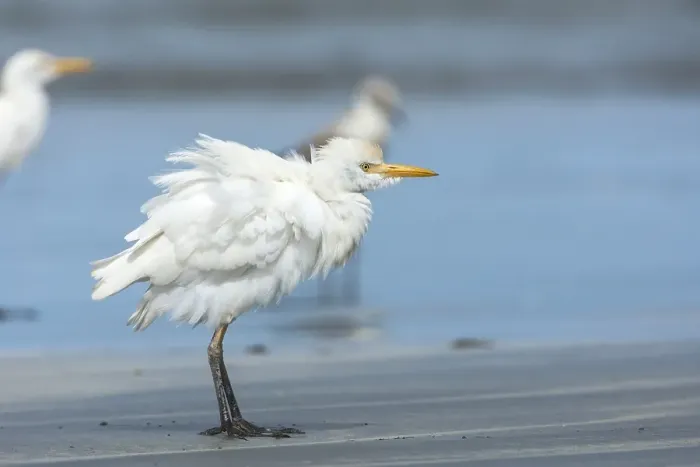 Framed Print : Cattle Egret; Bubulcus ibis