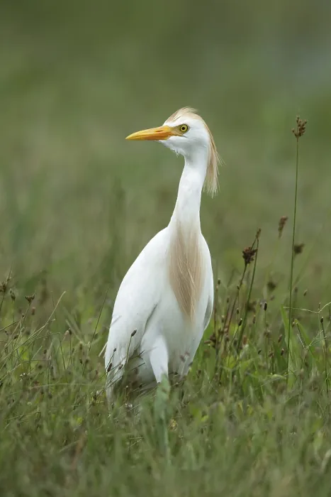 Framed Print : Cattle Egret, Bubulcus ibis Framed Print : Cattle Egret, Bubulcus ibis