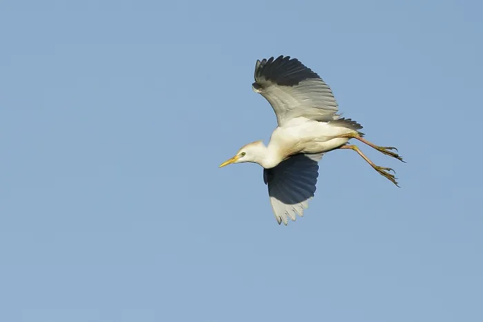 Framed Print : Cattle Egret, Bubulcus ibis