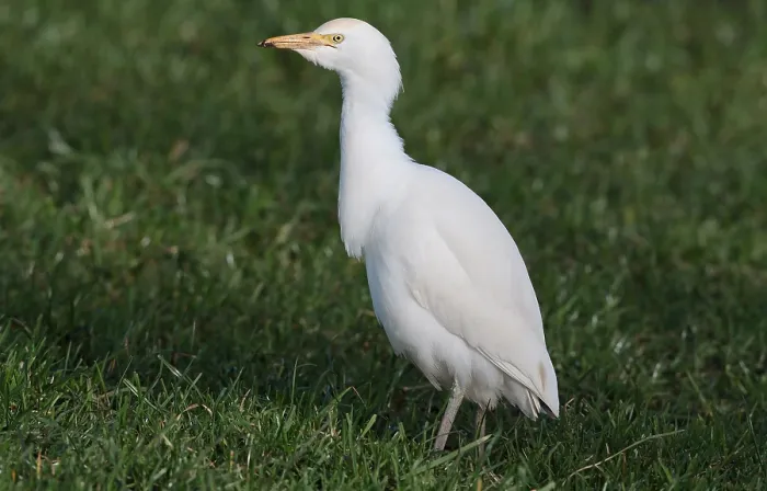Framed Print : Cattle Egret, Bubulcus ibis