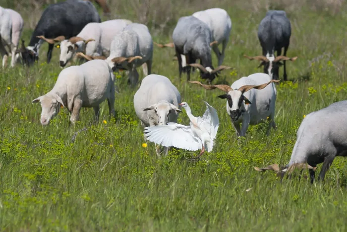 Framed Print : Cattle Egret, Bubulcus ibis