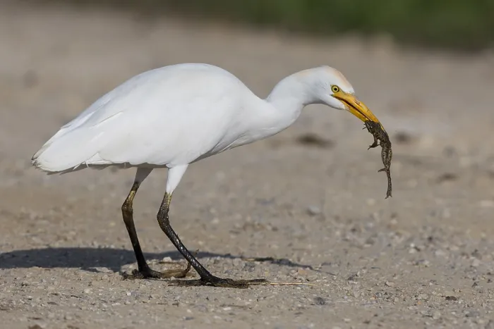 Framed Print : Cattle Egret, Bubulcus ibis